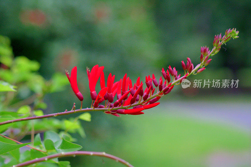 珊瑚树花/ Erythrina x Bidwillii